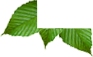 left-leaves